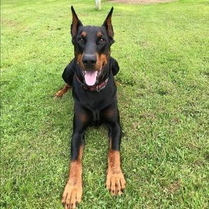 Meet your Posher, Philip